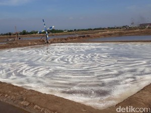 Perluas Ladang Garam, Pemerintah Cari Lahan di NTT, NTB, dan Sulsel