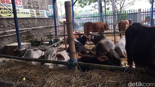 Sapi Idul Adha
