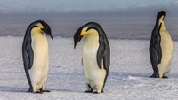Selain daratan es yang luas, ditempat ini kita dapat berjumpa penguin. Lucu! (Ben Adkison/CNN Travel)
