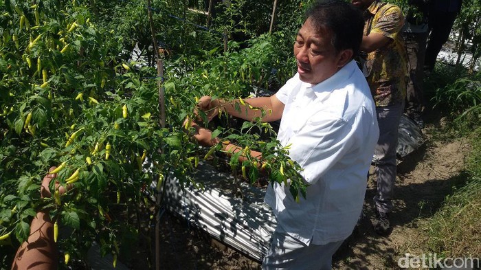 Kementan: Stok Cabai dan Bawang Merah Jelang Idul Adha Aman