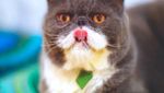 Foto : Kucing-kucing Lucu di The Museum Cat