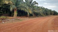 Analisis Greenpeace Indonesia dan The Tree Map menemukan seluas 3,12 juta ha perkebunan sawit ilegal dalam kawasan hutan hingga akhir 2019, setidaknya 600 perusahaan perkebunan di dalam kawasan hutan, dan sekitar 90.200 ha perkebunan kelapa sawit di kawasan hutan konservasi. Pemerintah menyebutkan sektor kehutanan dan lahan yang semula menyumbang 60 persen emisi Indonesia akan mencapai carbon nett sink pada 2030. Sudah saatnya Indonesia mengakhiri deforestasi yang didukung undang-undang, kebijakan ketat yang mengakui hak atas tanah adat, melindungi hutan secara total. Masyarakat adat dan praktek pengelolaan berkelanjutan terhadap sumberdaya alam adalah solusi untuk krisis iklim. Foto: Danu Damarjati/detikcom.