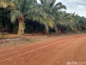 Dirut PTPN III Kena OTT KPK, Bagaimana Operasional Perusahaan?