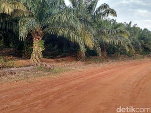 RI Genjot Sawit Jadi Kosmetik hingga Bioavtur, Ke Mana Jualnya?