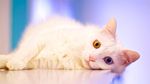 Foto : Kucing-kucing Lucu di The Museum Cat