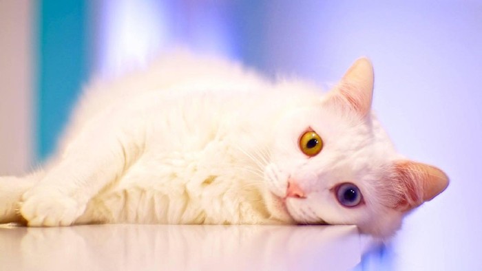 the cat museum
