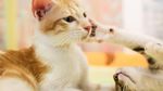 Foto : Kucing-kucing Lucu di The Museum Cat