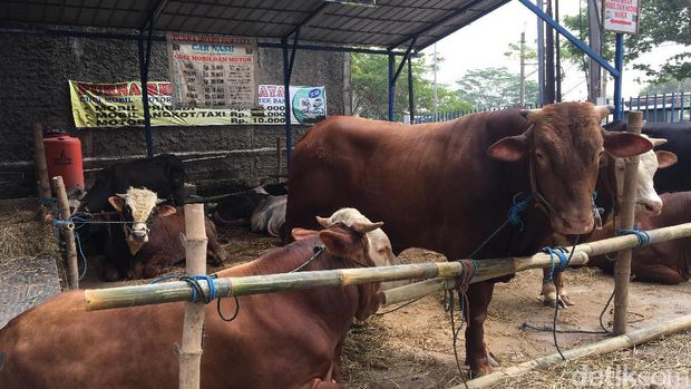 anak lembu untuk dijual 2017