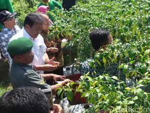 Cek Stok Cabai, Dirjen Hortikultura Blusukan di Sleman