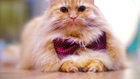 Kucing ini bernama Channing Tatum. Dua tahun lalu, dia dibuang oleh pemiliknya. Kemudian dirawat oleh relawan di The Museum Cat. Siapa sangka akan selucu ini? (The Cat Museum,Muses and Mansion of Singapore/ Facebook)
