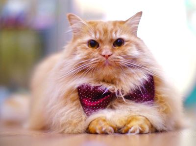 Foto : Kucing-kucing Lucu di The Museum Cat