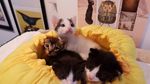 Foto : Kucing-kucing Lucu di The Museum Cat