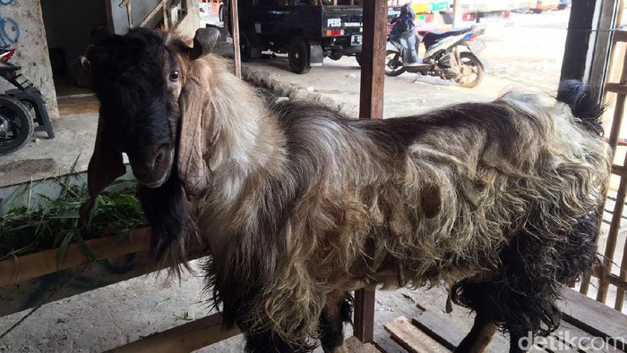 Kambing kurban jenis etawa seharga motor matic