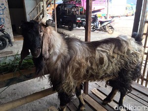 Tips Memilih Hewan Kurban Ideal Secara Online dari Pakar IPB