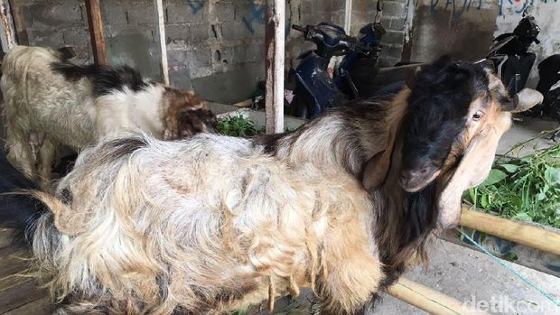 Wow! Harga Kambing Kurban Ini Setara Motor Matik