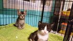 Foto : Kucing-kucing Lucu di The Museum Cat
