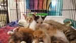 Foto : Kucing-kucing Lucu di The Museum Cat