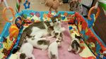 Foto : Kucing-kucing Lucu di The Museum Cat