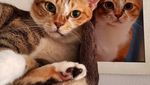 Foto : Kucing-kucing Lucu di The Museum Cat