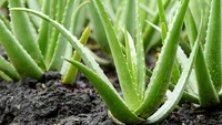Aloe Vera atau lidah buaya termasuk salah satu tanaman yang dicatat NASA meningkatkan persediaan oksigen di malam hari. Foto: Thinkstock