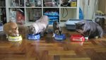 Foto : Kucing-kucing Lucu di The Museum Cat