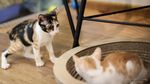 Foto : Kucing-kucing Lucu di The Museum Cat