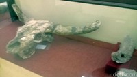 Museum Trinil menyimpan koleksi ribuan fosil binatang termasuk fosil manusia Pithecanthropus Erectus. Salah satu contohnya adalah fosil tulang tengkorak kepala kerbau ini (Sugeng/detikTravel)