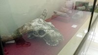 Etalase di dalam Museum Trinil dipenuhi benda-benda fosil, di antaranya fosil tulang panggul gajah jenis Stegodon trigonochepslus, serta fosil tulang pengumpil gajah. Berkunjung ke museum ini, banyak ilmu baru yang bisa traveler dapat (Sugeng/detikTravel)