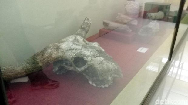 Koleksi fosil di Museum Trinil (Sugeng/detikTravel) 