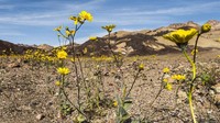 Tercatat 2 kali Death Valley mengalami fenomena Super Bloom, yaitu pada tahun 1998 dan 2005. Fenomena ini terjadi kembali pada 2016 lalu (Sivani Babu/BBC Travel)