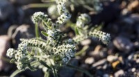 Sementara itu, bunga Popcorn (Plagiobothrys sp.) juga ikutan mekar di Death Valley. Membuat Death Valley semakin semarak dengan kehadiran bunga-bunga ini! (Sivani Babu/BBC Travel)
