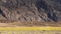 Fenomena bunga-bunga bermekaran ini disebut sebagai super bloom. Ada penjelasan ilmiah mengapa fenomena alam ini bisa terjadi. Fenomena ini berkaitan dengan aktivitas dari El Nino (Sivani Babu/BBC Travel)