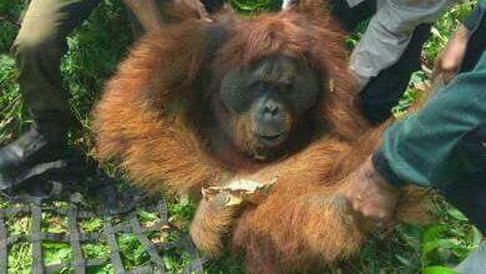 BKSDA Aceh Evakuasi Orangutan yang Masuk ke Kebun Warga