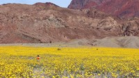 Lihatlah pemandangan ini, siapa sangka lautan bunga berwarna-warni ini tumbuh di area dengan suhu rata-rata di atas 40 derajat celcius setiap tahunnya. Kalau begini, turis pun mau banget mampir ke Death Valley (Tom Wittwer/BBC Travel)