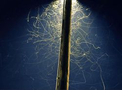 Deretan Ekor Cahaya yang Bikin Mata Terpana