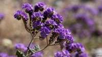 Tak hanya warna kuning, ada juga bunga yang berwarna ungu. Bunga gurun ini memiliki nama ilmiah Phacelia crenulata. Bunga Phacelia menjadi warna lain yang bisa dilihat traveler di Death Valley (Tom Wittwer/BBC Travel)