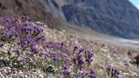 Bunga Phecelia ini jadi saksi betapa ganasnya panas di Death Valley. Traveler yang mau ke sini, siap-siap bawa sunblock ya untuk melindungi kulit dari sinar uv (Tom Wittwer/BBC Travel)