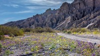 Lihatlah perpaduan warna kuning dan ungu dari bunga Geraea dan juga bunga Phacelia ini. Jadi berwarna-warni dan cantik bukan? (Sivani Babu/BBC Travel)