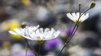 Selain kuning dan ungu, ada juga bunga mekar yang berwarna putih. Bunga putih ini bernama ilmiah Atrichoseris platyphylla. Kehadiran bunga ini semakin menambah warna-warni Death Valley (Sivani Babu/BBC Travel)