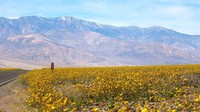 Beginilah kehidupan tanaman berbunga di Death Valley. Meskipun sulit, tetapi mereka tetap bertahan. Meski untuk bisa melihat bunga-bunga ini mekar lagi butuh waktu 10 tahun, tetapi penantian itu sepdan dengan pemandangan yang tersaji (Tom Wittwer/BBC Travel)