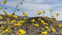 Sebagai tempat terpanas di Bumi, nyaris mustahil menemukan tanaman berbunga dengan warna cerah di Death Valley. Nyatanya, bunga gurun emas (Garaea canescens) mekar dengan indahnya di Death Valley (Sivani Babu/BBC Travel)