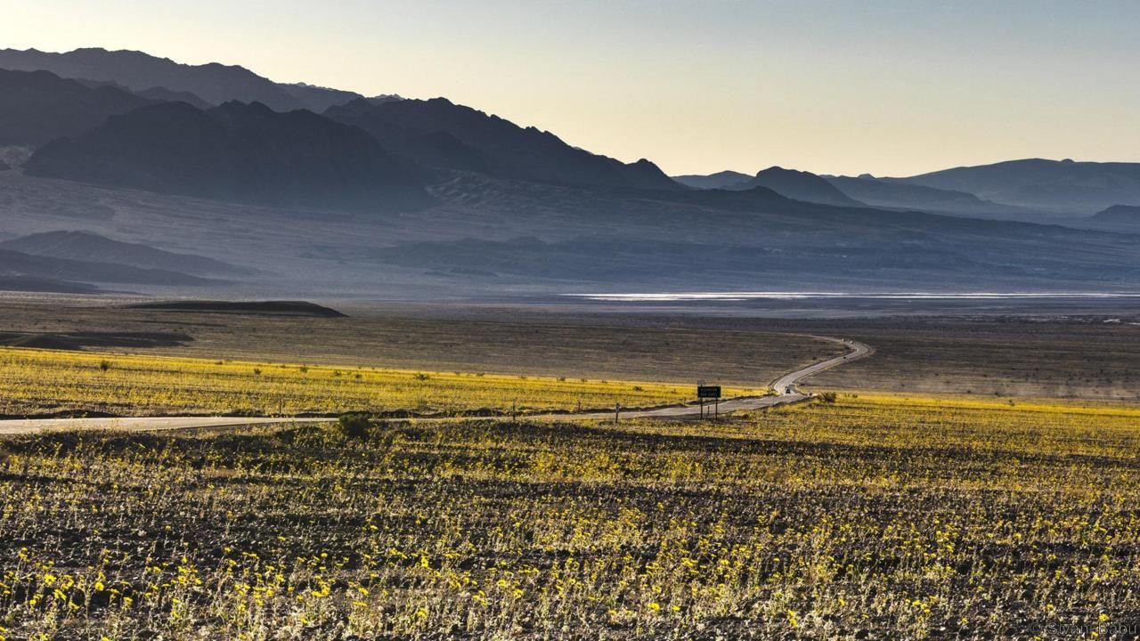 Bunga-bunga cantik yang bermekaran di Death Valley, AS