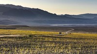 Begitu fenomena Super Bloom terjadi, warna kuning keemasan tampak menyelimuti Death Valley laksana permadani. Warna coklat gersang yang dominan pun jadi sedikit lebih segar dengan sapuan warna kuning dari bunga Geraea canescens (Sivani Babu/BBC Travel)