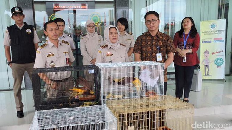 Penyelundupan 4 Ekor Burung Cenderawasih Digagalkan di Kualanamu Penyelundupan 4 Ekor Burung Cenderawasih Digagalkan di Kualanamu