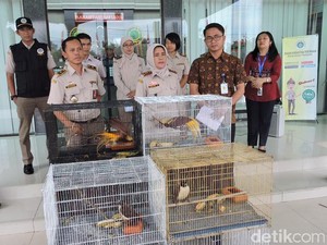 Penyelundupan 4 Ekor Burung Cenderawasih Digagalkan di Kualanamu