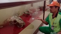 Salah satu petugas pemelihara Museum Trinil Ngawi mengaku tidak tahu mengapa museum sepi pengunjung, meski tiketnya gratis. Sugianto menduga pengunjung belum tahu kalau jalan masuk menuju museum sudah diperbaiki. Sebelumnya jalan itu rusak parah (Sugeng/detikTravel)