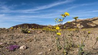 Fenomena Death Valley yang dipenuhi bunga cantik berwarna-warni ini terjadi satu dekade sekali. Ya, 10 tahun sekali! Kesempatan yang langka banget bisa melihat gurun gersang ini berubah menjadi sedikit lebih berwarna (Sivani Babu/BBC Travel)