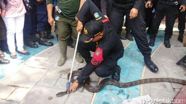 Risma Perintahkan Petugas 112 Center Latihan Jinakkan Liar
