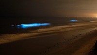 Fenomena laut bercahaya ini juga bisa diakibatkan oleh Red Tide alias blooming alga merah. Ini foto saat terjadi fenomena Red Tide di California 2011 silam. Lautnya juga tampak berpendar biru. Indahnya! (Mike Blake/Reuters)