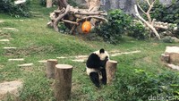 Macao Giant Panda Pavilion buka pukul 10.00 hingga 17.00 dan istirahat pada pukul 13.00-14.00 waktu setempat. Traveler hanya perlu membayar MOP 10 atau sekitar Rp 16.500 (Aji Bagoes/detikTravel)